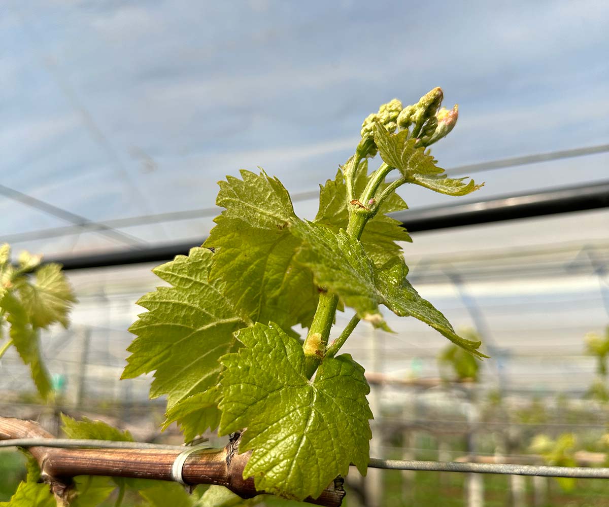 Agricoltura sostenibile: tecniche e materiali innovativi