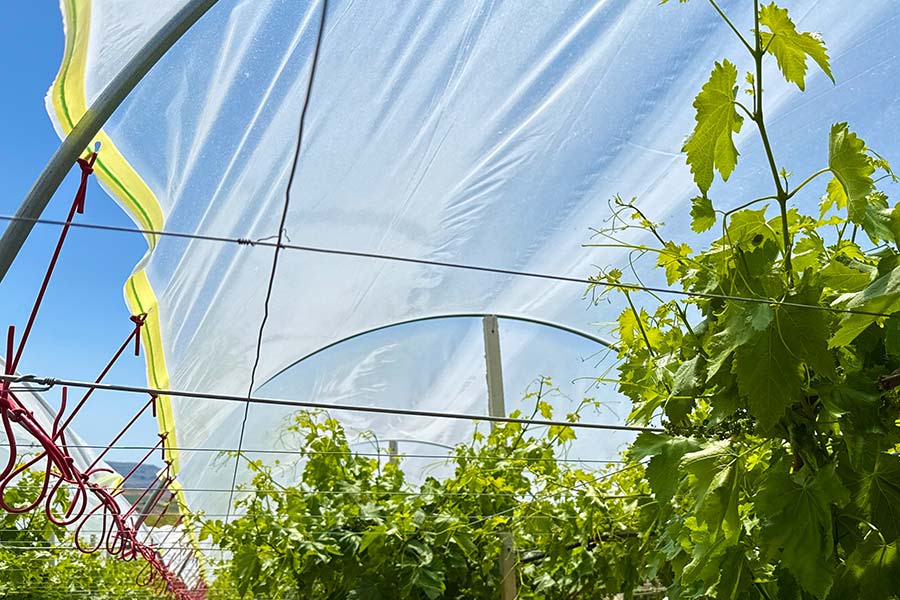 Coperture per vigneti