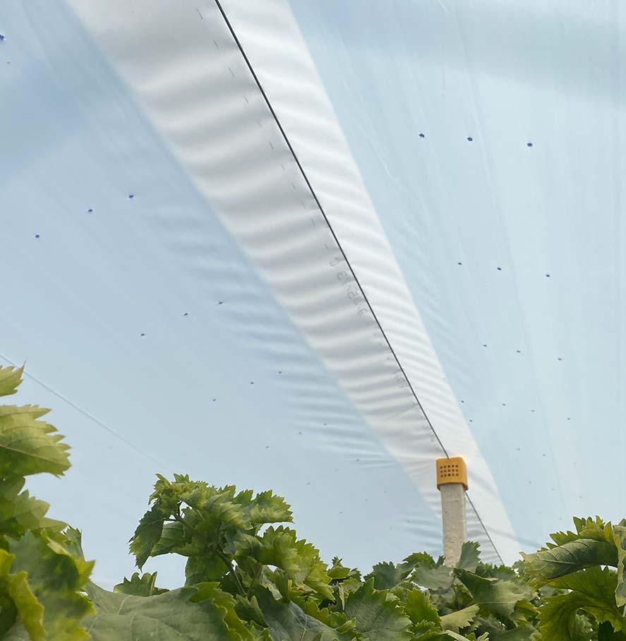 film plastici per protezione coltivazioni